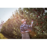 Как посадить яблоню на участке