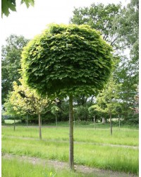 Клён остролистный Глобозум   Acer platanoides "Globosum"