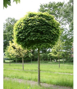 Клён остролистный Глобозум   Acer platanoides "Globosum"