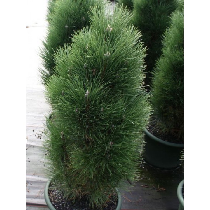 Сосна черная Грин Тауэр  Pinus nigra "Green Tower"