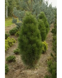 Сосна черная Пирамидалис  "Pinus nigra Pyramidalis"