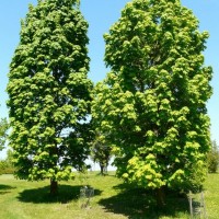 Клён остролистный "Колумнаре"  Acer platanoides "Сolumnare"