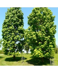 Клён остролистный "Колумнаре"  Acer platanoides "Сolumnare"