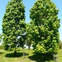 Сумах оленерогий (уксусное дерево) Rhus typhina