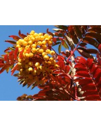 Рябина обыкновенная "Отом Спайр"  Sorbus aucuparia"Autumn Spair"
