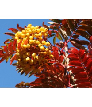 Рябина обыкновенная "Отом Спайр"  Sorbus aucuparia"Autumn Spair"