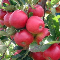 Какие сорта яблони лучше посадить на даче