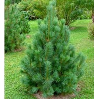 Сосна Румелийская "Pinus peuce"