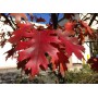 Дуб красный  "Quercus rubra"
