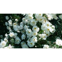 Роза бедренцеволистная " Rosa pimpinellifolia"