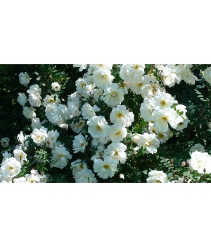 Роза бедренцеволистная " Rosa pimpinellifolia"