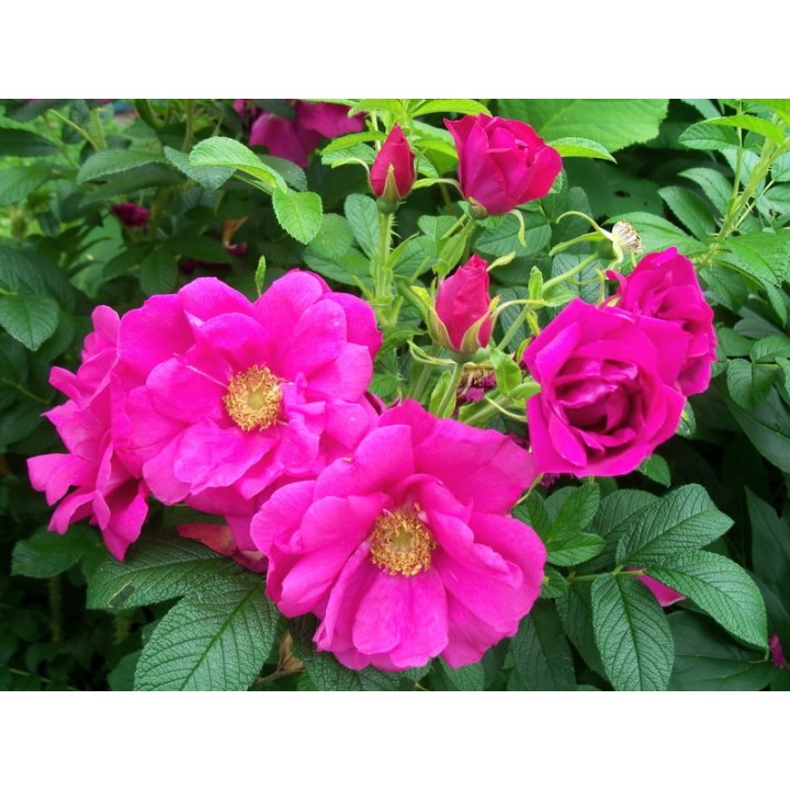 Роза морщинистая Rosa rugosa