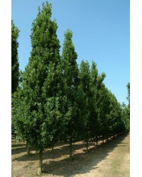 Дуб черешчатый "Фастигиата"  "Quercus robur Fastigiata"