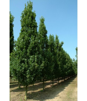Дуб черешчатый "Фастигиата"  "Quercus robur Fastigiata"