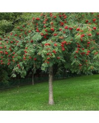 Рябина обыкновенная плакучая "Sorbus aucuparia Pendula"