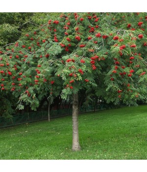 Рябина обыкновенная плакучая "Sorbus aucuparia Pendula"