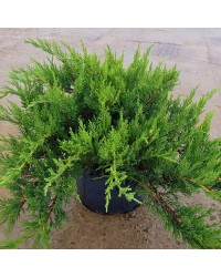 Можжевельник казацкий Тамарисцифолия  Juniperus sabina "Tamariscifolia"