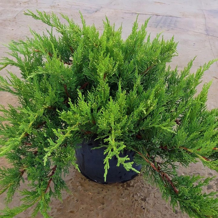 Можжевельник казацкий Тамарисцифолия  Juniperus sabina "Tamariscifolia"