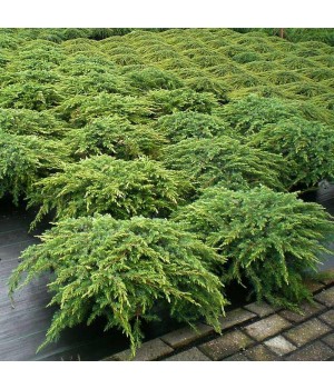 Можжевельник обыкновенный Репанда Juniperus communis "Repanda"