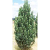 Сосна обыкновенная Фастигиата Pinus sylvestris "Fastigiata"