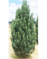 Сосна обыкновенная Фастигиата Pinus sylvestris "Fastigiata"