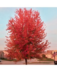 Клён красный Октобер Глори  Acer rubrum 'October Glory'