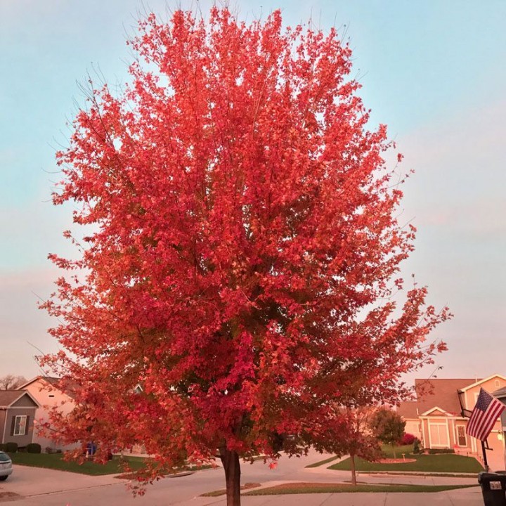 Клён красный Октобер Глори  Acer rubrum 'October Glory'