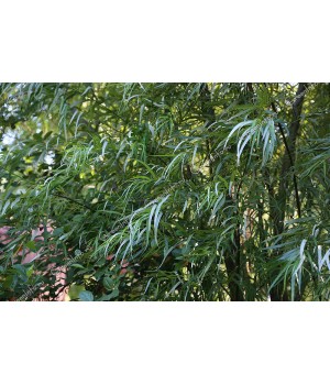 Ива Шверина улучшенная Salix "Schvernii"