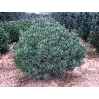 Сосна обыкновенная Ватерери  Pinus sylvestris"Watereri"