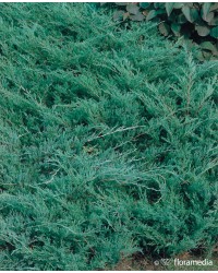 Можжевельник горизонтальный Плюмоза  Juniperus horisontalis "Plumosa"