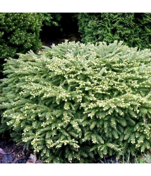 Ель обыкновенная "Нидиформис" Picea abies  "Nidiformis"