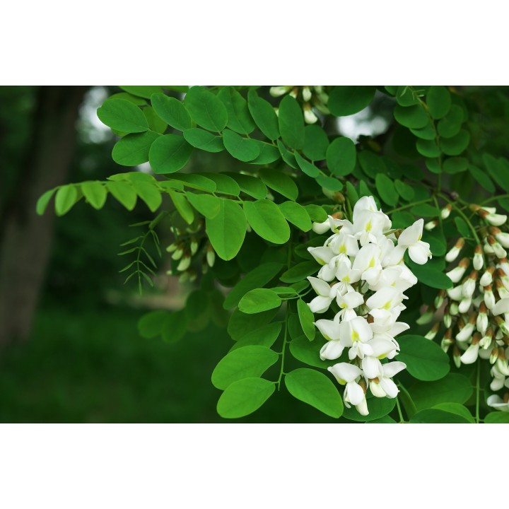 Акация белая Robinia pseudoacacia