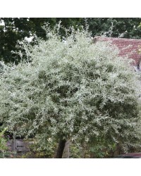 Ива Белая серебристая Salix alba argentea