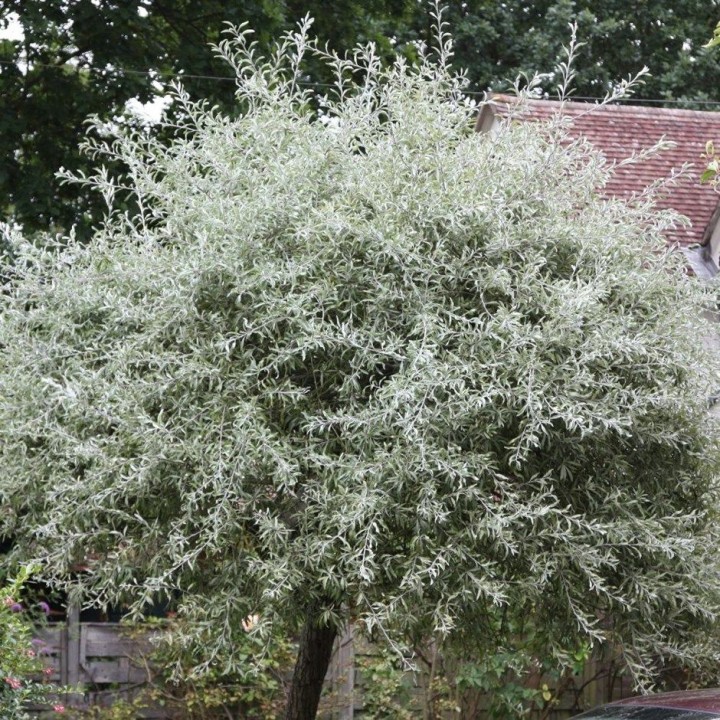 Ива Белая серебристая Salix alba argentea
