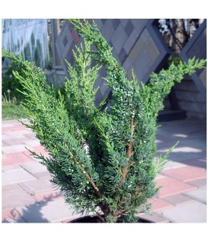 Можжевельник китайский  Juniperus chinensis "Blaauw"