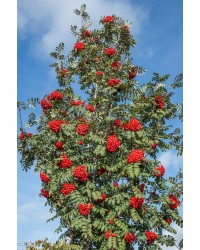 Рябина обыкновенная "Ширвотер Сидлинг"  Sorbus aucuparia"Sheedling"