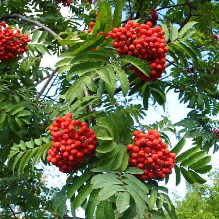 Рябина обыкновенная "Аспленифолия" Sorbus aucuparia" Asplenifolia"