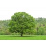 Дуб черешчатый  "Quercus robur"