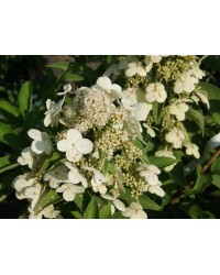 Гортензия метельчатая Прим Вайт Hidrangea paniculata 'Prim White"