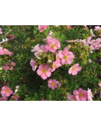 Лапчатка кустарниковая Лавли Пинк Potentilla fruticosa «Lovely Pink»