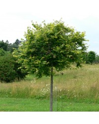 Рябина обыкновенная "Аспленифолия" Sorbus aucuparia" Asplenifolia"