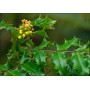 Магония падуболистная "Mahonia aquifolium"