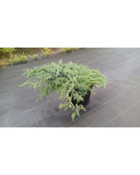 Можжевельник чешуйчатый Блю карпет Juniperus squamata 'Blue Carpet"