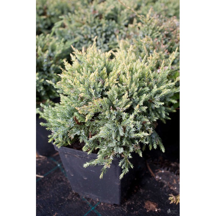 Можжевельник чешуйчатый Холгер Juniperus squamata 'Holger"