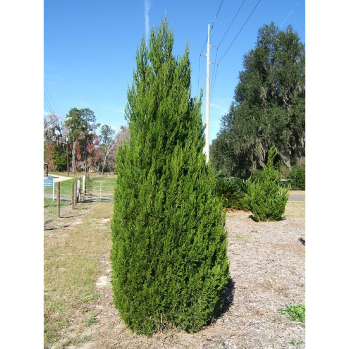 Можжевельник китайский Обелиск Juniperus chinensis "Obelisk"