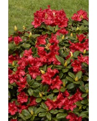 Рододендрон плотный Скарлет Вондер Rhododendron impeditum "Scarlet Wonder"