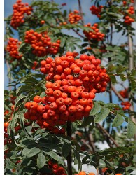 Рябина обыкновенная "Россика Майор"  Sorbus aucuparia"Rossica Major"
