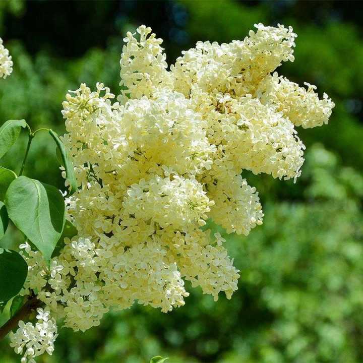 Сирень обыкновенная Примроуз  Syringa vulgaris "Primrose"