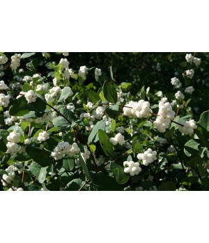Снежноягодник Вайт Хедж  Symphoricarpos doorenbosii "White Hedge"