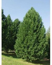 Сосна кедровая "Pinus sibirica"